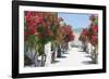 Garden Bloom, Villa Rufulo, Ravello, Italy-George Oze-Framed Photographic Print