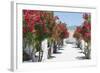 Garden Bloom, Villa Rufulo, Ravello, Italy-George Oze-Framed Photographic Print