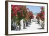 Garden Bloom, Villa Rufulo, Ravello, Italy-George Oze-Framed Photographic Print