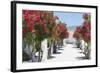 Garden Bloom, Villa Rufulo, Ravello, Italy-George Oze-Framed Photographic Print