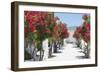 Garden Bloom, Villa Rufulo, Ravello, Italy-George Oze-Framed Photographic Print