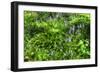 Garden Bluebells-Robert Goldwitz-Framed Photographic Print