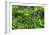 Garden Bluebells-Robert Goldwitz-Framed Photographic Print