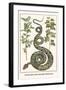 Garden Boa with Australian Blackwood-Albertus Seba-Framed Art Print