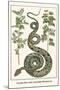 Garden Boa with Australian Blackwood-Albertus Seba-Mounted Art Print