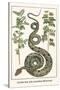 Garden Boa with Australian Blackwood-Albertus Seba-Stretched Canvas