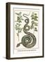 Garden Boa with Australian Blackwood-Albertus Seba-Framed Art Print