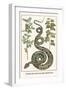 Garden Boa with Australian Blackwood-Albertus Seba-Framed Art Print