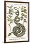 Garden Boa with Australian Blackwood-Albertus Seba-Framed Art Print