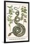 Garden Boa with Australian Blackwood-Albertus Seba-Framed Art Print