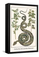 Garden Boa with Australian Blackwood-Albertus Seba-Framed Stretched Canvas