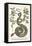 Garden Boa with Australian Blackwood-Albertus Seba-Framed Stretched Canvas