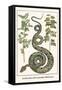 Garden Boa with Australian Blackwood-Albertus Seba-Framed Stretched Canvas