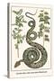 Garden Boa with Australian Blackwood-Albertus Seba-Stretched Canvas