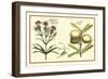 Garden Botanica IV-Vision Studio-Framed Art Print