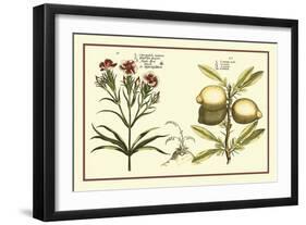 Garden Botanica IV-Vision Studio-Framed Art Print