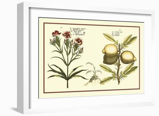 Garden Botanica IV-Vision Studio-Framed Art Print