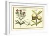 Garden Botanica IV-Vision Studio-Framed Art Print