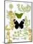 Garden Botanicals & Butterflies-Devon Ross-Mounted Art Print