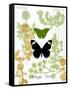 Garden Botanicals & Butterflies-Devon Ross-Framed Stretched Canvas