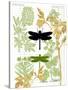 Garden Botanicals & Dragonflies-Devon Ross-Stretched Canvas