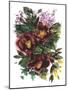 Garden Bouquets II-Ania Zwara-Mounted Art Print