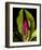 Garden Bud pink brown I-null-Framed Premium Giclee Print