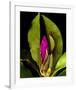 Garden Bud pink brown I-null-Framed Art Print