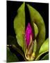 Garden Bud pink brown I-null-Mounted Art Print