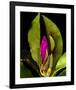 Garden Bud pink brown I-null-Framed Art Print