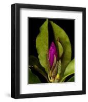 Garden Bud pink brown II-null-Framed Art Print