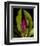 Garden Bud pink brown II-null-Framed Art Print