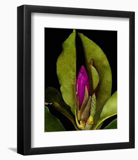 Garden Bud pink brown II-null-Framed Art Print