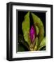 Garden Bud pink brown II-null-Framed Art Print