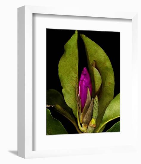 Garden Bud pink brown II-null-Framed Art Print