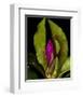 Garden Bud pink brown II-null-Framed Art Print