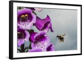 Garden bumblebee flying to Foxglove flower, Monmouthshire, Wales, UK. June-Phil Savoie-Framed Photographic Print