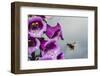 Garden bumblebee flying to Foxglove flower, Monmouthshire, Wales, UK. June-Phil Savoie-Framed Photographic Print