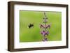 Garden bumblebee flying to Purple toadflax, Wales, UK-Phil Savoie-Framed Photographic Print