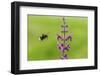 Garden bumblebee flying to Purple toadflax, Wales, UK-Phil Savoie-Framed Photographic Print