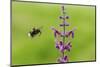 Garden bumblebee flying to Purple toadflax, Wales, UK-Phil Savoie-Mounted Photographic Print