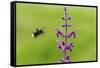 Garden bumblebee flying to Purple toadflax, Wales, UK-Phil Savoie-Framed Stretched Canvas