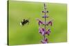 Garden bumblebee flying to Purple toadflax, Wales, UK-Phil Savoie-Stretched Canvas