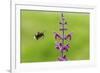 Garden bumblebee flying to Purple toadflax, Wales, UK-Phil Savoie-Framed Photographic Print