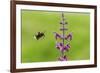 Garden bumblebee flying to Purple toadflax, Wales, UK-Phil Savoie-Framed Photographic Print