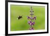 Garden bumblebee flying to Purple toadflax, Wales, UK-Phil Savoie-Framed Photographic Print