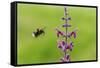 Garden bumblebee flying to Purple toadflax, Wales, UK-Phil Savoie-Framed Stretched Canvas