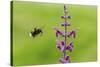 Garden bumblebee flying to Purple toadflax, Wales, UK-Phil Savoie-Stretched Canvas