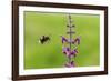 Garden bumblebee flying to Purple toadflax, Wales, UK-Phil Savoie-Framed Photographic Print