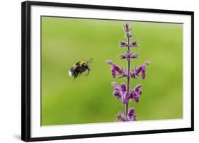 Garden bumblebee flying to Purple toadflax, Wales, UK-Phil Savoie-Framed Photographic Print